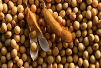 manfaat kacang kedelai untuk kesehatan