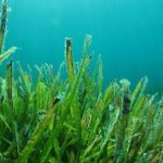 Manfaat Rumput Laut Untuk Kesahatan tubuh